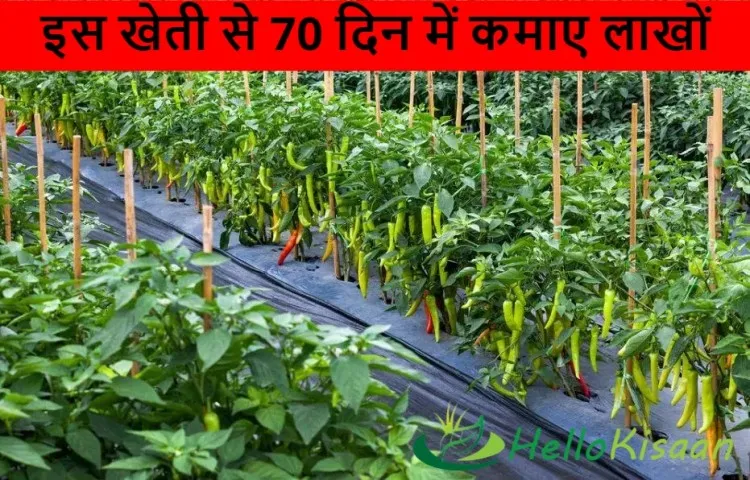 इस खेती से 70 दिन में कमाए लाखों