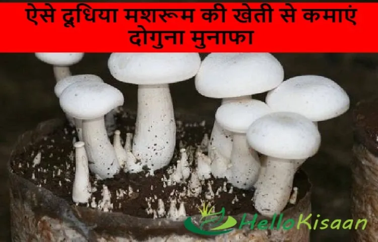ऐसे दूधिया मशरूम की खेती से कमाएं दोगुना मुनाफा