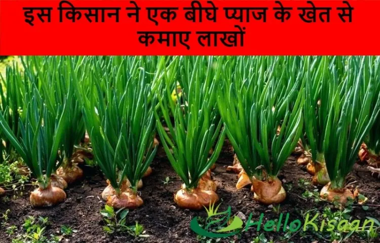 इस किसान ने एक बीघे प्याज के खेत से कमाए लाखों