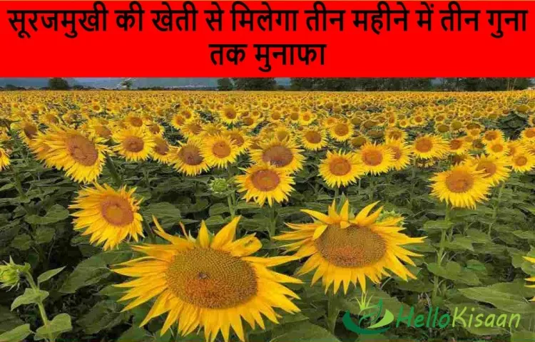 सूरजमुखी की खेती से मिलेगा तीन महीने में तीन गुना तक मुनाफा