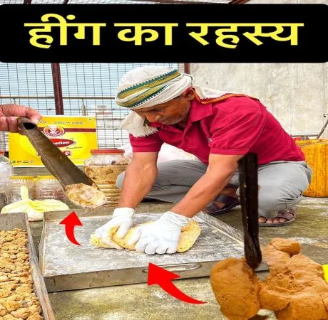 आख़िर कैसे होता है हींग का उत्पादन?
