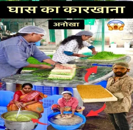 व्हीटग्रास: सुपरफूड से हर्बल उत्पाद तक