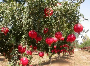 Pomengranate