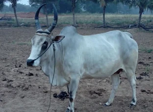 Pregnant cow for sales