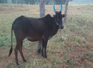Kaari cow