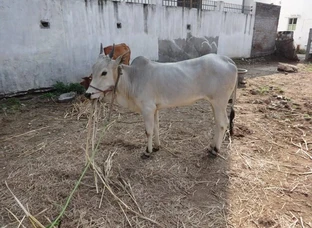 Mayilai calf 15 months old