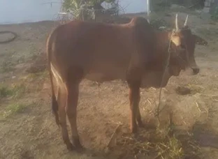 Sevalai kaalai kannu