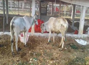 ஜோடி காளை கன்று விற்பனை