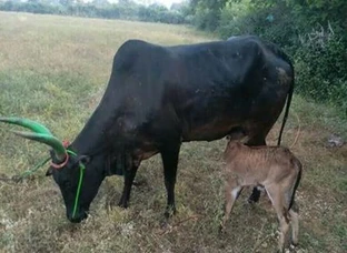 For sale, 3nd eethu, Kalai Kannu suli sutham