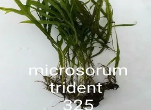 Microsorum Trident