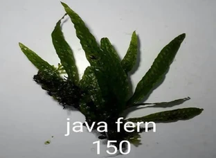 Java Fern