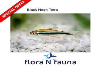 All Tetra Fish For Sale @ Kollam