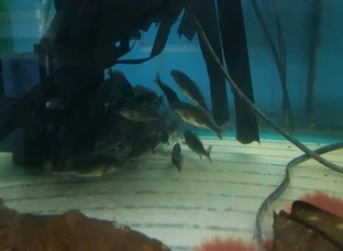Fresh water dolphin