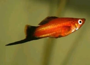 Red Swordtail