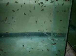 Hq flowerhorn fishes for sale