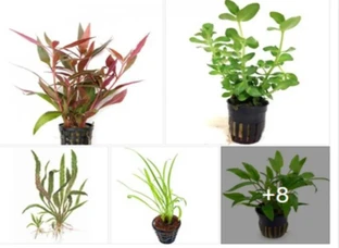 Aquatic Plant Wholesale & Retails Supply