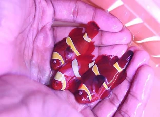imported marine fish