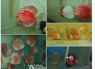  quality discus from reputed breeder (Malaysia)