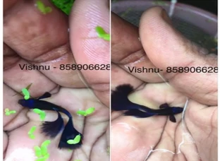 Samuari Black blue ring high dorsal