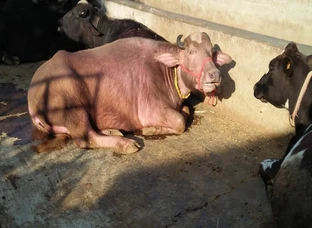  8 kilo bhains