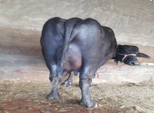 Buffalo for sale 2nd lactation 3 days left in delivery