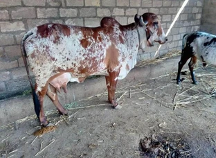 best gir cow all india