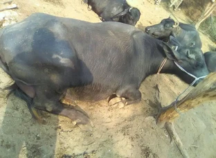 For sale  26 din ki byai hai  3 rd delivery hai  Milk 15 ltr 