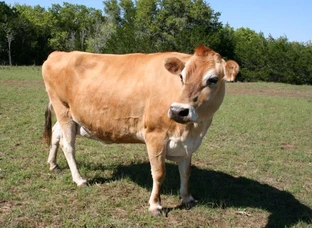 Jersey mix cow for sale  2nd lactation