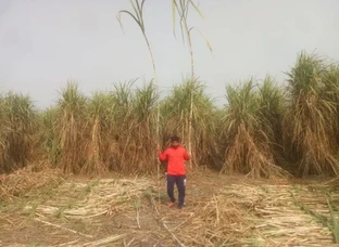 Sugarcane Co 238