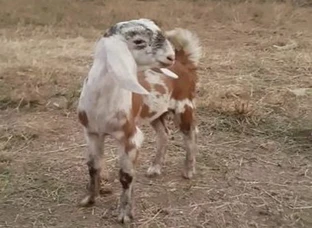 Very Beautiful Male Kid For Sale
