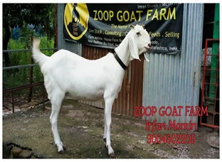 Pure Sojat Gulabi Female For Sale