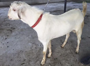 barbara white male goat