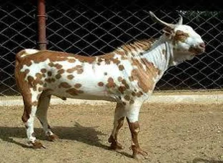 Barbari Goats