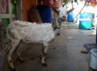 Loaded female barbari for sale