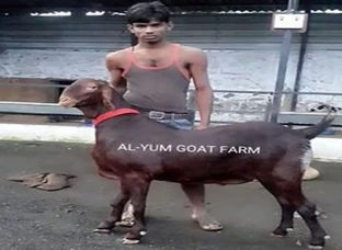 Sirohi