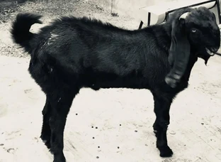 Z black male  Age 9 mnth