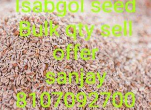 ISABGOL SEED FROM PHALODI KRISHI UPAJ MANDI