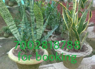 Sansevieria ### (Snake)### plant