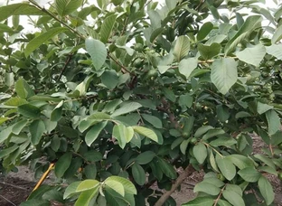 Guava Fruit plant Vnr bihe