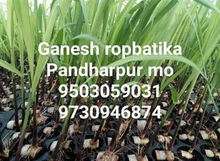 Gana plants