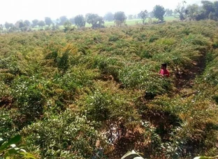 Arhar(pigeon pea) Seeds variety-Richa 2000