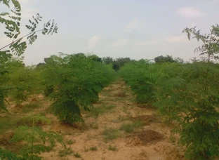 Moringa Tree