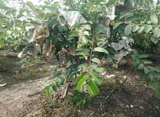 Vnr guava plants