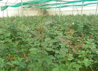 Dutch rose plants only green house farmers