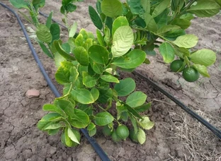 Lemon plants