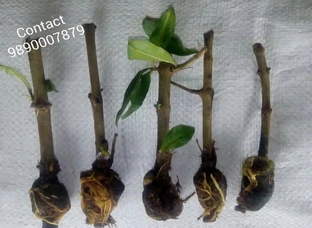 Bhagwa Pomegranate plants