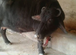 Murrah 15kg milk ready