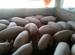 Fatners are going ready in one month