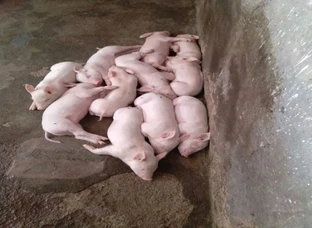 Piglets available for sale please contact