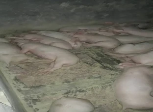 Large white Yorkshire Piglets available